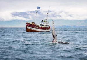 Whale watching