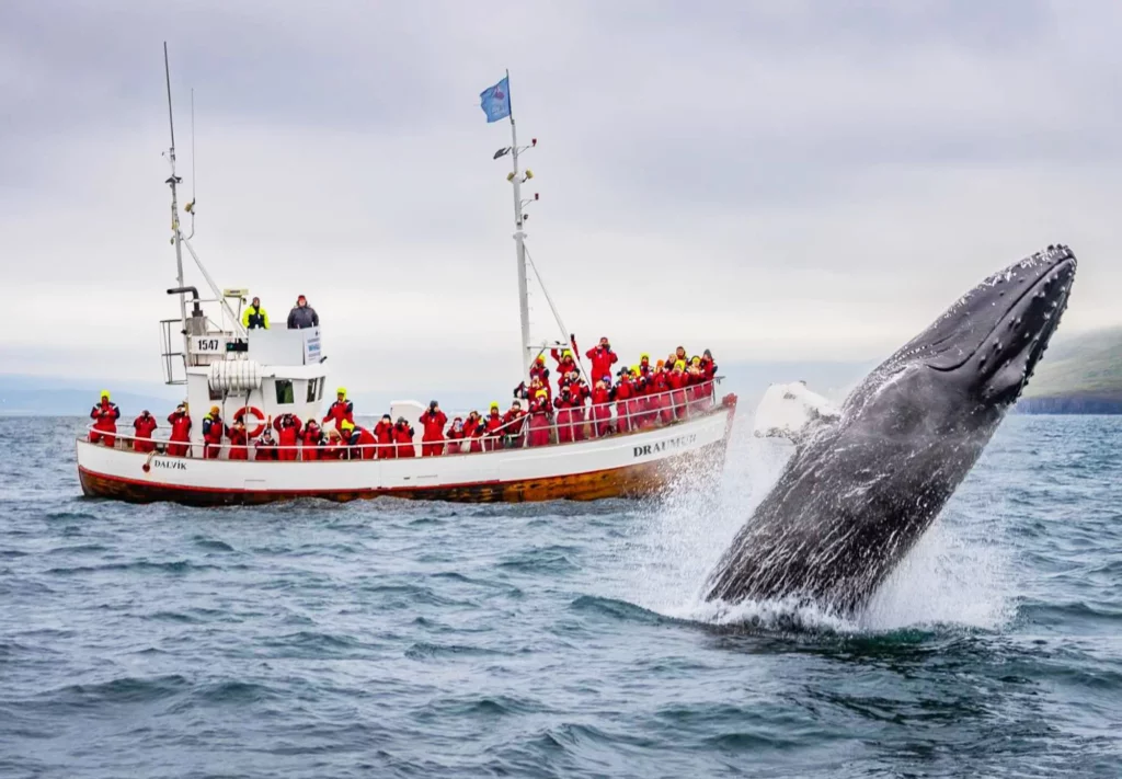 Whale watching