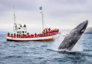 Whale watching