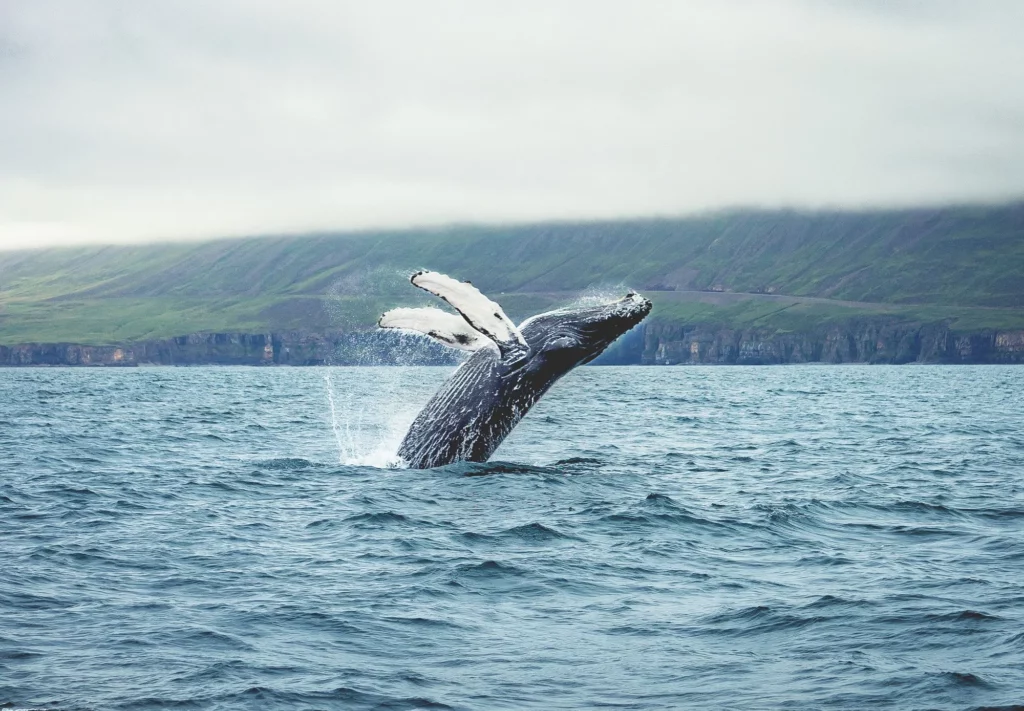 Whale watching