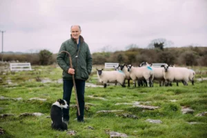Sheepherding
in Dingle