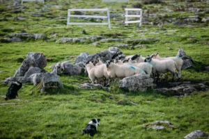 Sheepherding
in Dingle