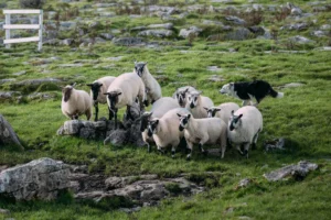 Sheepherding
in Dingle