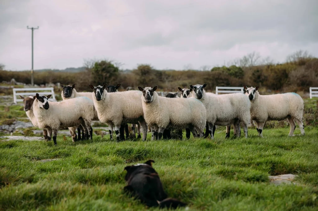 Sheepherding
in Dingle