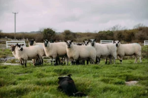 Sheepherding
in Dingle