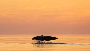 Midnight Sun