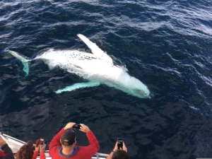 Observing whales in the Moray Firth