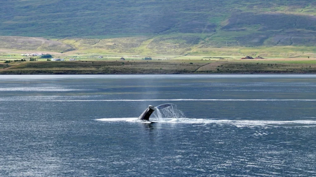 Observing whales in the Moray Firth