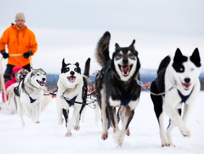 Husky and Reindeer Sledding