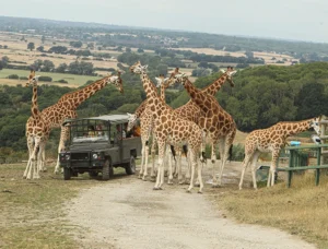 Port Lympne Reserve