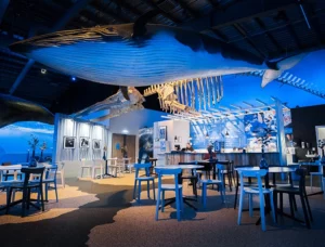 Whales of Iceland