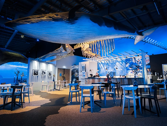 Whales of Iceland
