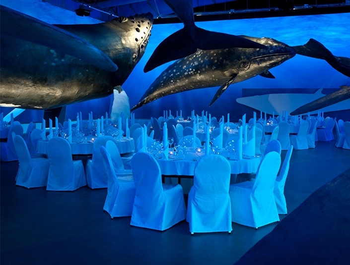 Whales of Iceland
