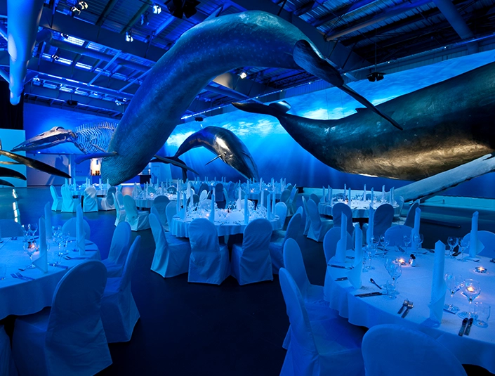 Whales of Iceland